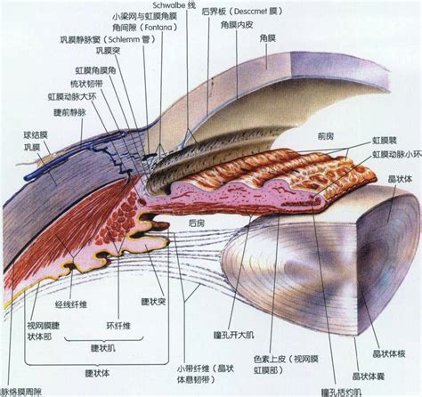 房角|虹膜角膜角